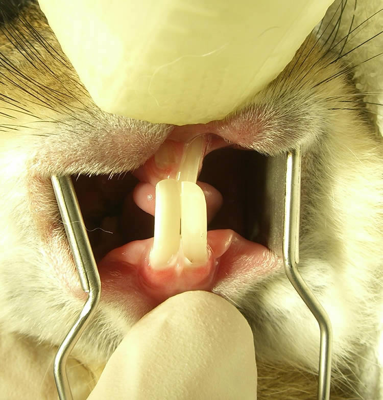 切歯過長：下顎切歯の伸長